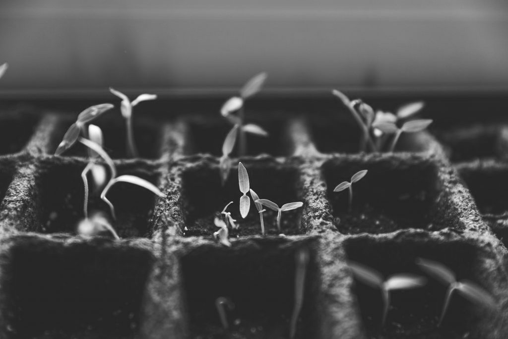 planta2